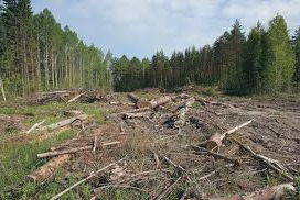 Вырубка больших площадей леса